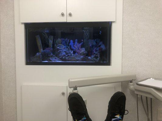 Relaxing fish to watch while dealing with the unpleasant task of having your mouth examined.