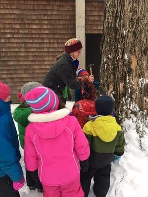 Collecting the maple