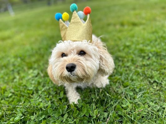 Toffee celebrating his birthday at wagsworth