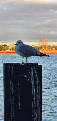 Nature at the Mississippi River