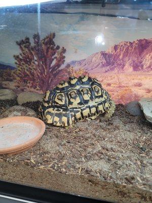 Male Leopard Tortoise juvie