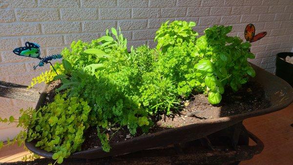 Fresh herb garden