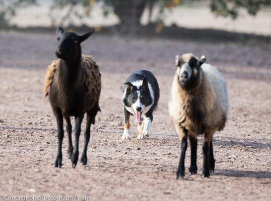 Come try herding! its amazing to see wht your dog was bred to do!