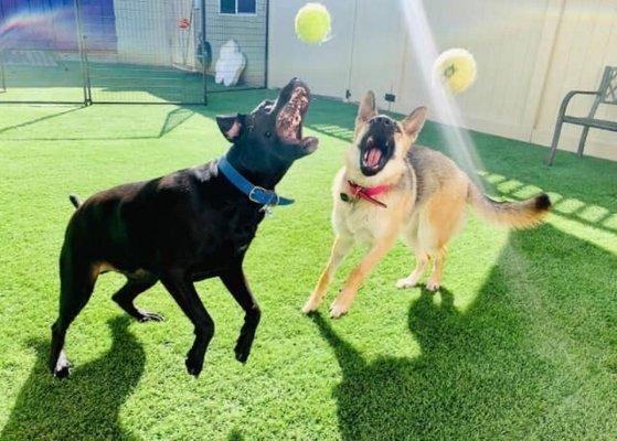 Diesel and Molly having a blast at Bark Park during playtime