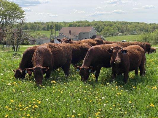 100% Grass-Fed Beef!