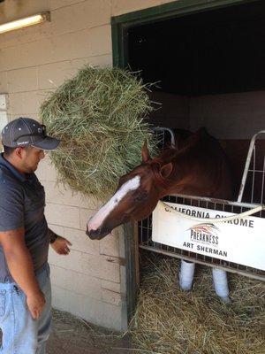 The one and only California Chrome!!!