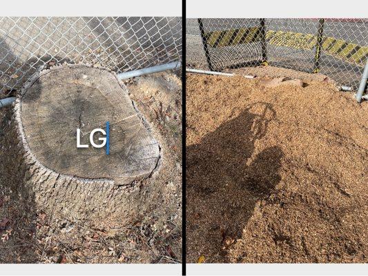 Large stump near fence