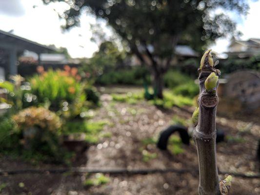 The fist leaves of a fig tree coming out.