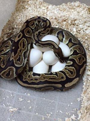 Black Pastel on eggs