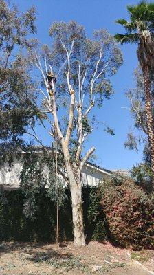 Removing eucaliptus tree