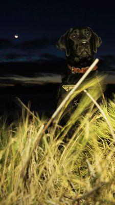 Sprig the duck dog 
Early morning duck hunt somewhere in idaho