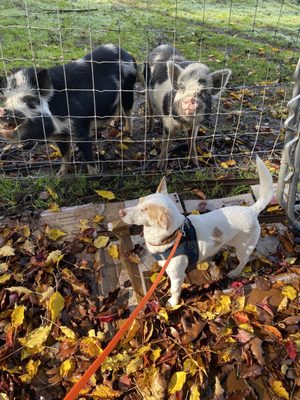 Our dog made some new friends in the pasture at his own pace!