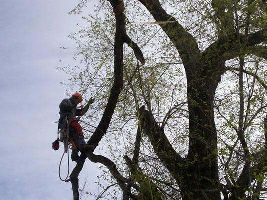 Pruning storm damaged trees