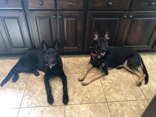 Loki and Neo the day after they returned from training.  Happy and well behaved boys!!