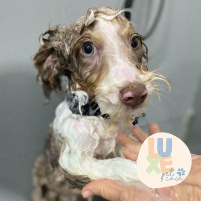 bathing a dog in Luxe Pet care. Top rated dog hotel and grooming