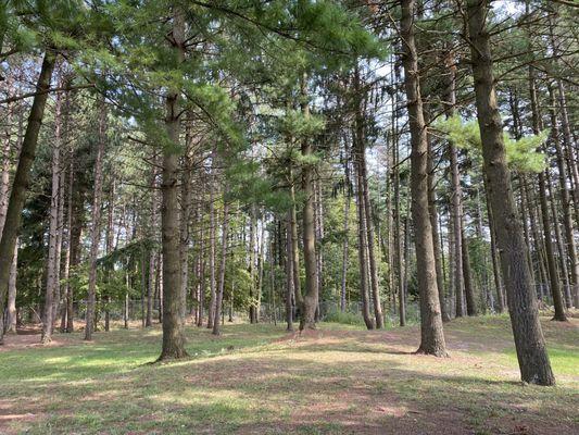 Pine trees in the park