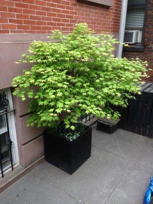 Brooklyn Brownstone - Japanese Maple in Spring