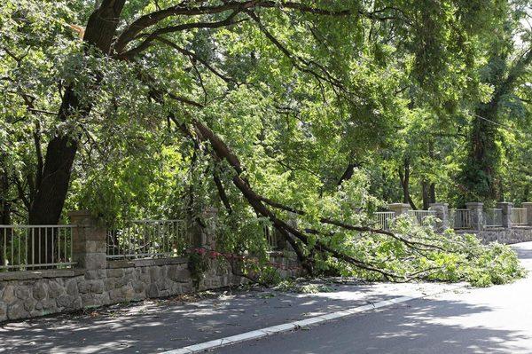 Tree removal - especially in emergencies is something we handle!