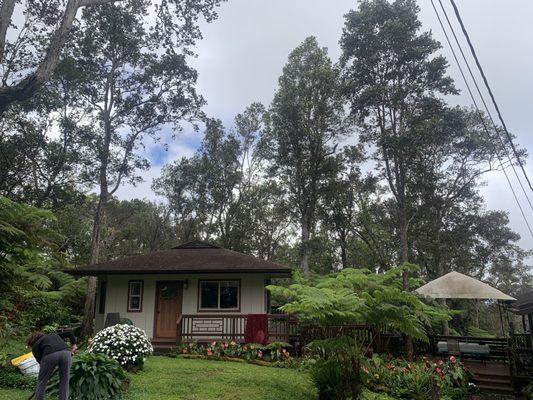 Ohia removal next to my house