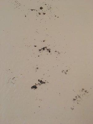 More cockroach trails. You can clean them Up daily and then they would return.