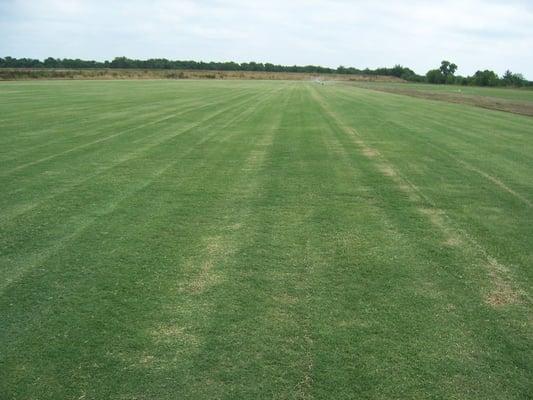 Celebration Bermuda Grass