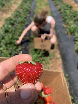 Lineberger's Maple Springs Strawberries