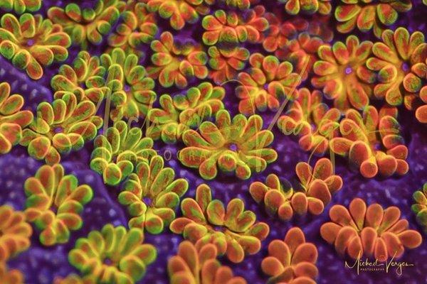 Rainbow Montipora