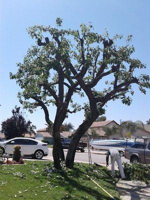 Jose's garden & tree service