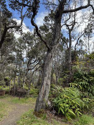 Day Hike Uēaloha Byron Ledge