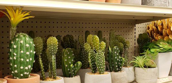 Faux cactus plants.  They look very real. I walked up to these and touched for myself! They are not real.