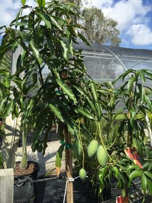 beautiful Mango tree
 at RiverLand Nursery