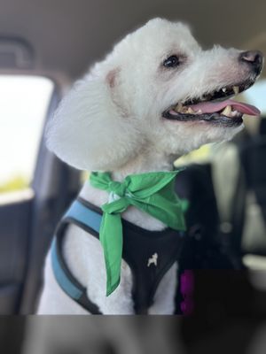 Tofu fresh & so clean from the groomers!