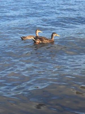 Ducks in the river at the park.