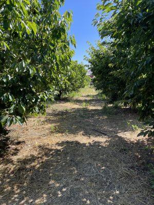 In the orchard