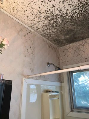 Mold Remediation In Yonkers, NY