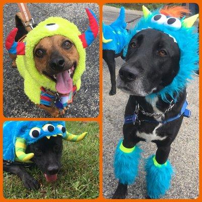 Halloween Top Dog Charity walk at Twin Lakes