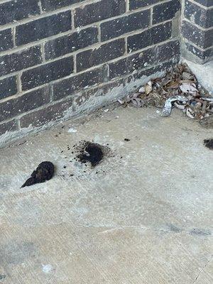 Beware Dog's and Human with drop feces on your apartment patio and Seneca Village will do nothing about it.