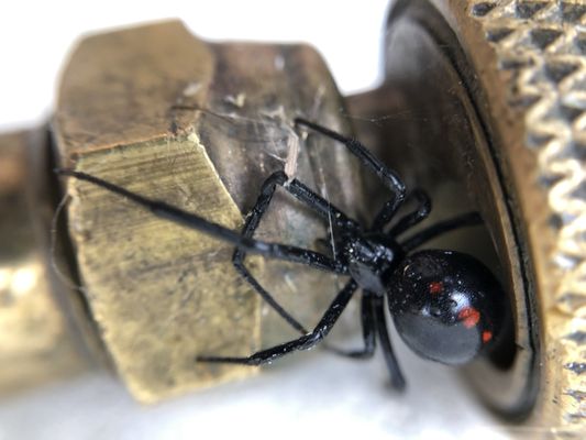 Female Black Widow in Bentonville, AR found crawling on the mechanism that would ultimately lead to its demise... My hand-held spray tank!