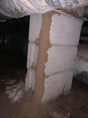 Termite tubes in crawlspace