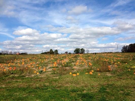 Pumpkins!