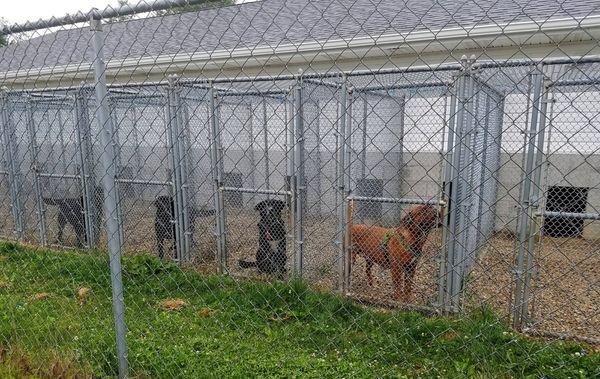 A place where dogs are allowed to be dogs ...run, bark and kick up their heels to play with their neighbors.