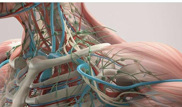 A nerve only functions correctly when it is able to move freely within its surrounding structures.