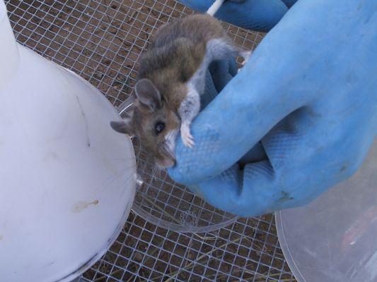 Deer Mouse - Hantavirus Infected - Croach Deer Mice Control