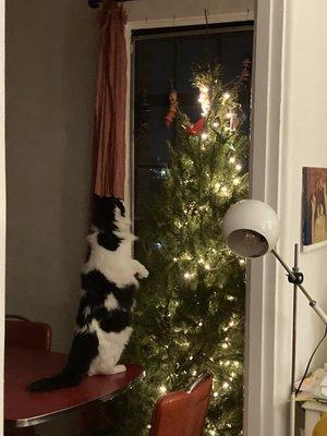 My cat examining what decorations to destroy.