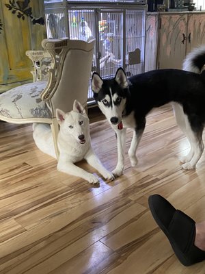 Luna and Maya