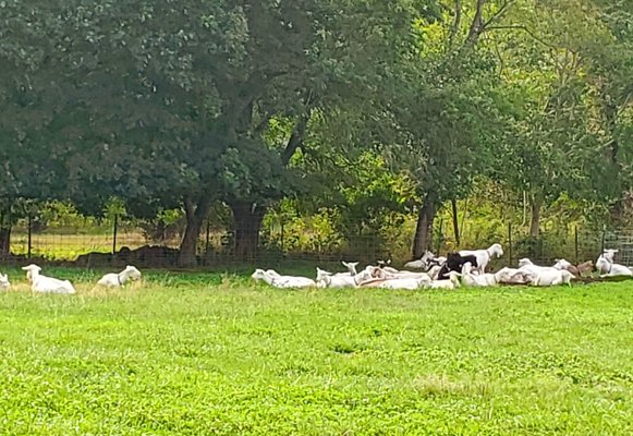 Goats resting in the shade - (9/1/2020)