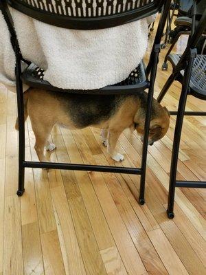 George, the cute resident puppy, stopped into a meeting  to say hi and find a nice person to scratch his back!