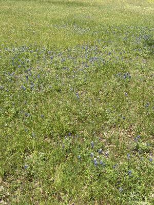 Lots of bluebonnets and other flowers in the park but more scattered and less clustered together.