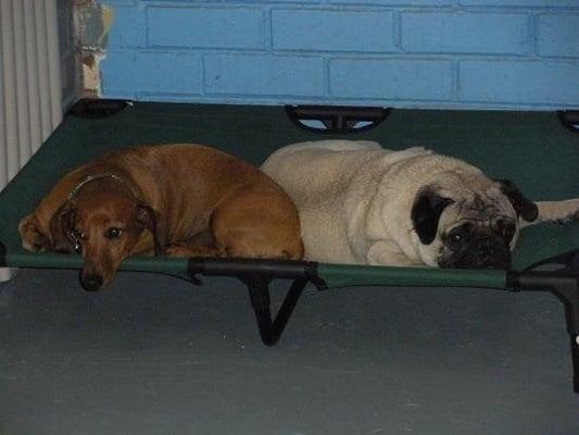 Puppies having fun during nap time!