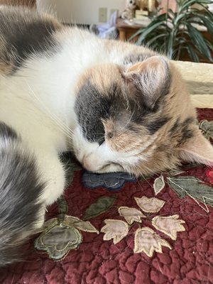 I call her Patch for short. She's 17 , stays indoors and never  eats plants !